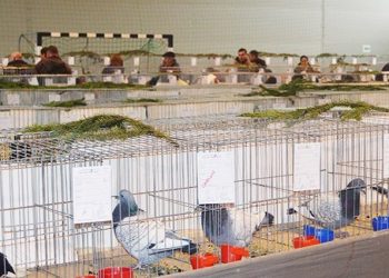 De rasă! Expoziție organizată de Clubul Sportiv Columbofil ”Porumbelul 1929” Lugoj