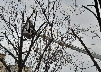 Începe toaletarea copacilor de pe raza municipiului! Primăria Lugoj așteaptă mesajele cetățenilor