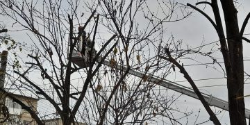 Începe toaletarea copacilor de pe raza municipiului! Primăria Lugoj așteaptă mesajele cetățenilor