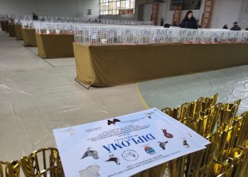 Pasiune! Cei mai valoroși crescători și cele mai apreciate exemplare prezente în expoziţia anuală ”Porumbelul 1929”